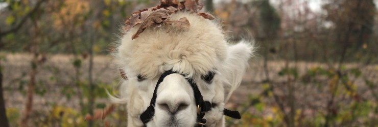 Alpaca wandeling