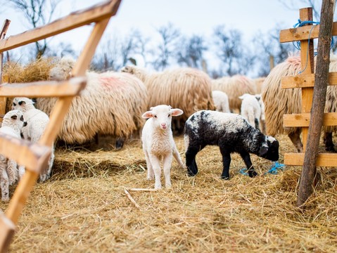 Sheeps and lambs in spring