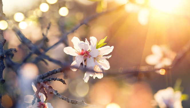 White flower blossom in tree