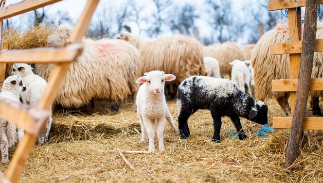 Sheeps and lambs in spring