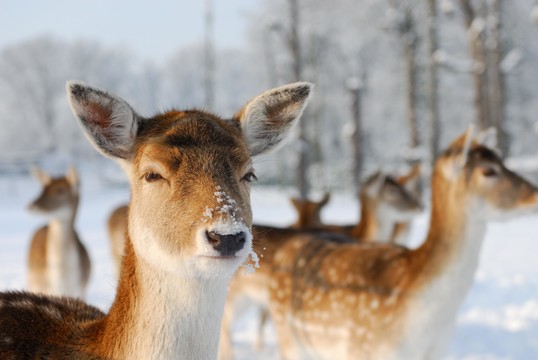 Dears in the snow