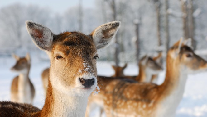 Dears in the snow