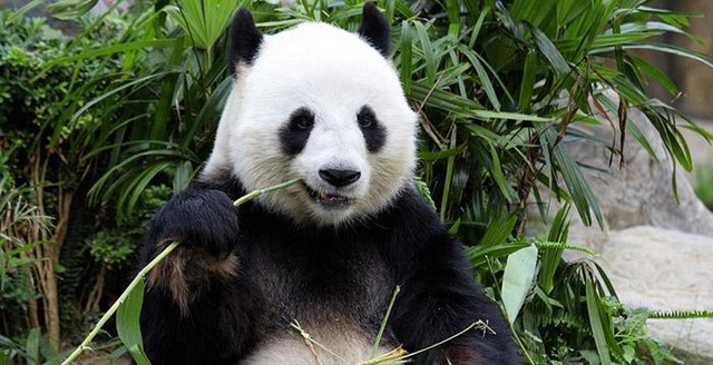 Pandabeer eet bamboe