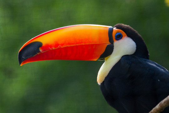 Tucan_1