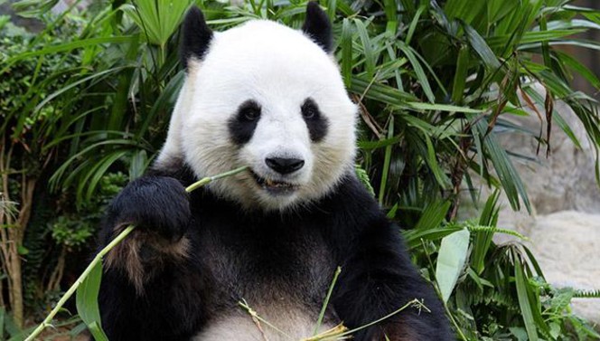 Panda eating bamboo