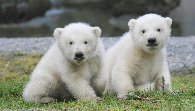 Spelende baby ijsberen