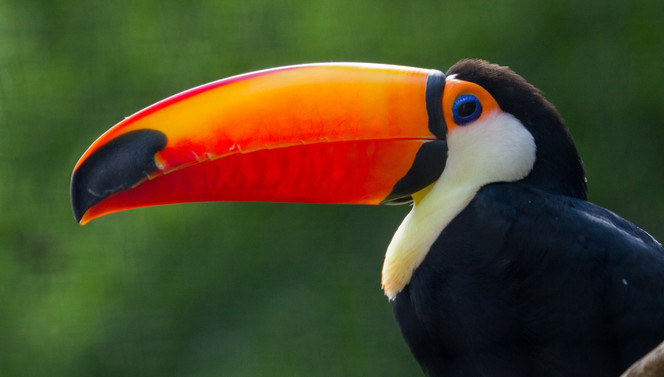 Tucan_1