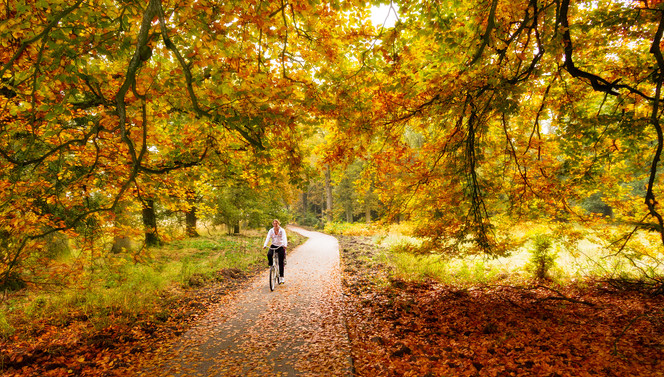 Fietser in het bos op de veluwe tijdens de Herfst