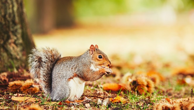 Eekhoorn eet nootjes in het bos tijdens de Herfst